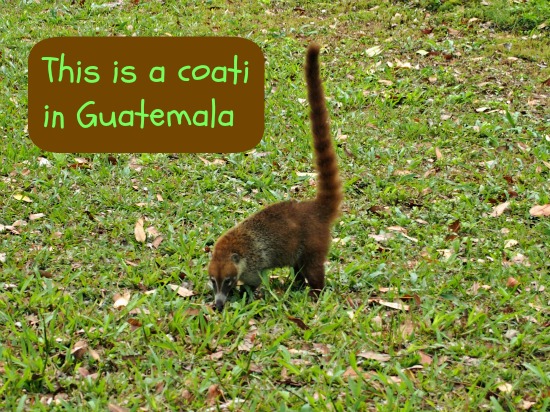 Coatis in Guatemala
